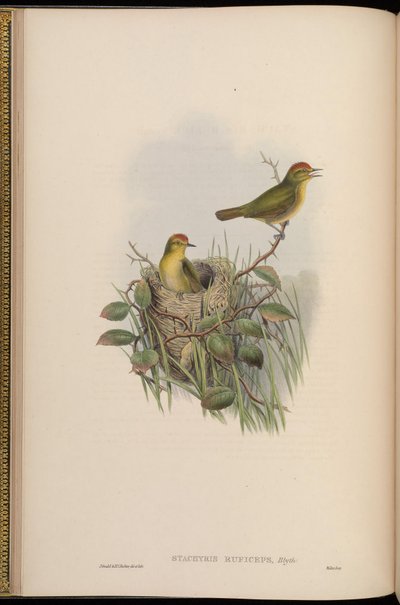 Stachyris ruficeps = Stachyridopsis ruficeps by John Gould